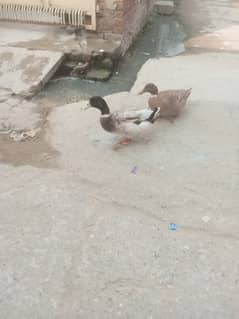 Duck for sale