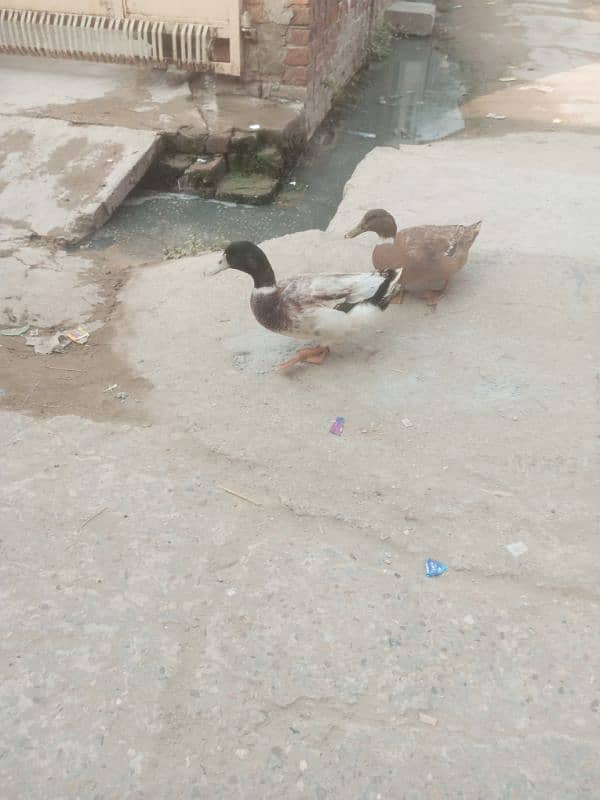 Duck for sale 0