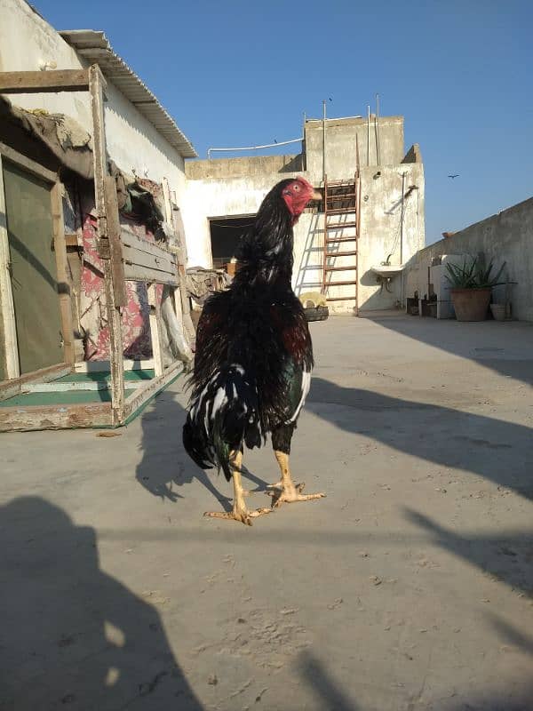 Amroha jageeri Cross breed 0