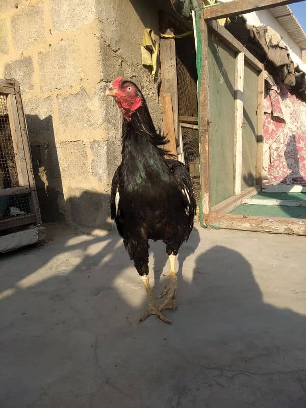 Amroha jageeri Cross breed 1