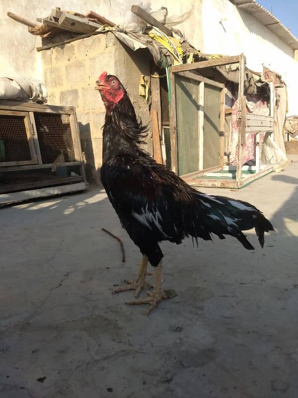 Amroha jageeri Cross breed 3