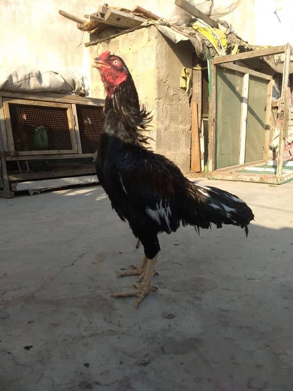 Amroha jageeri Cross breed 4