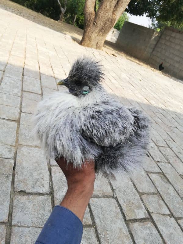 Sussexs bantam and silkie for sale 03709270458 whatap call 5