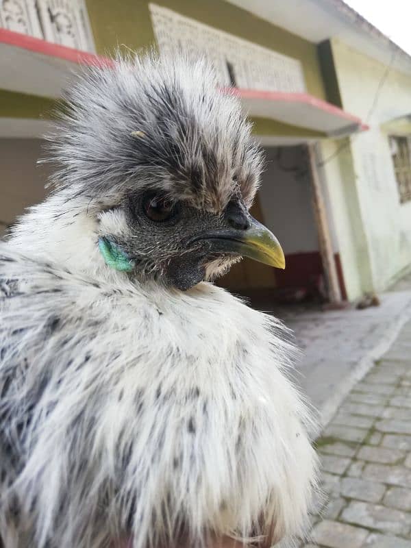 Sussexs bantam and silkie for sale 03709270458 whatap call 6