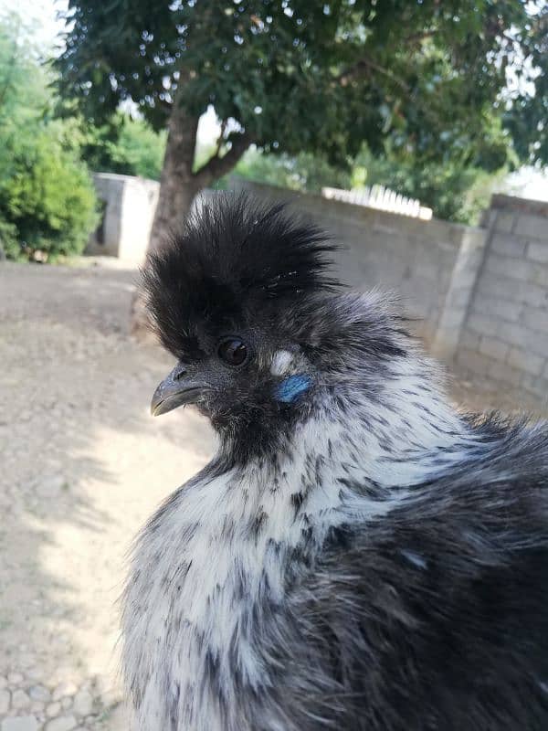 Sussexs bantam and silkie for sale 03709270458 whatap call 7