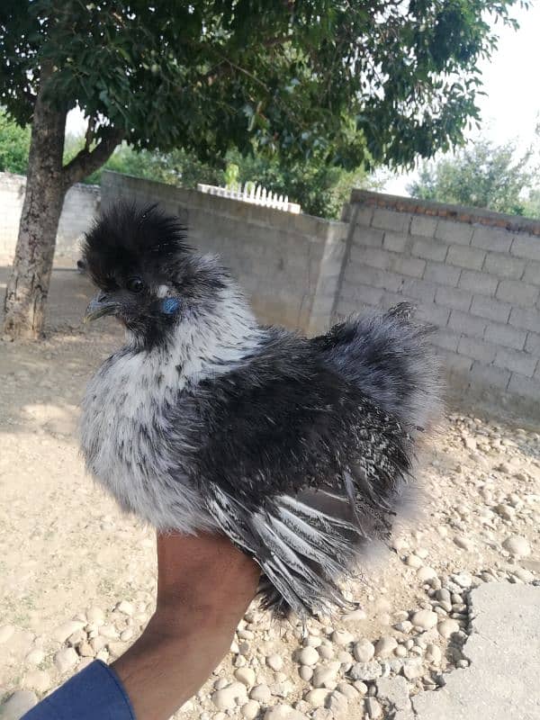 Sussexs bantam and silkie for sale 03709270458 whatap call 8