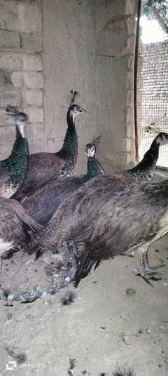 Indian blue shoulder peacock pair