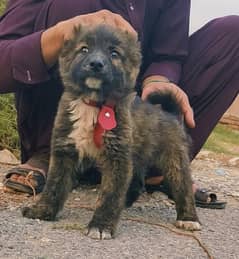 Bakarwal Dog /  security dog for sale / Bakarwal Breed