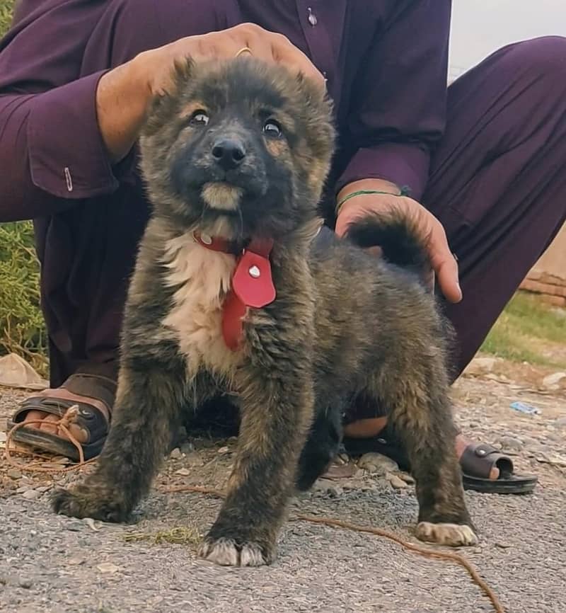 Bakarwal Dog /  security dog for sale / Bakarwal Breed 0