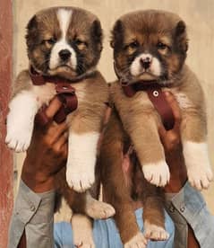 Alabai dog | King Alabai pair | security dog for sale | Alabai Breed