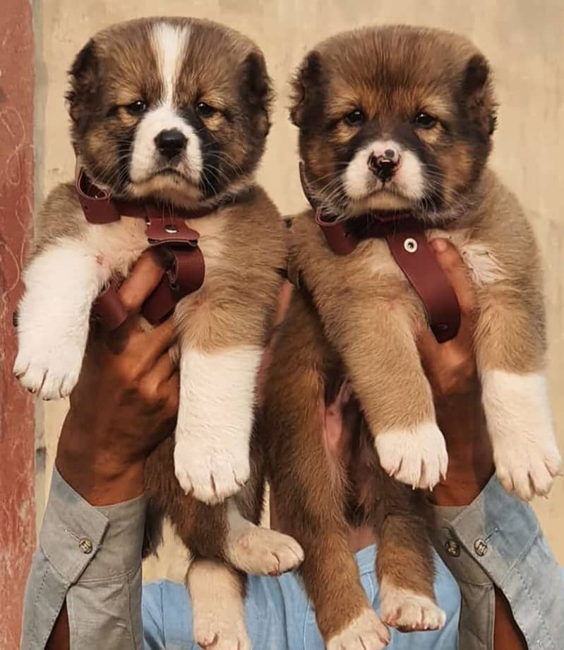 Alabai dog | King Alabai pair | security dog for sale | Alabai Breed 0