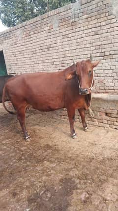 cow for sale pregnant 9 mounth 03436248044