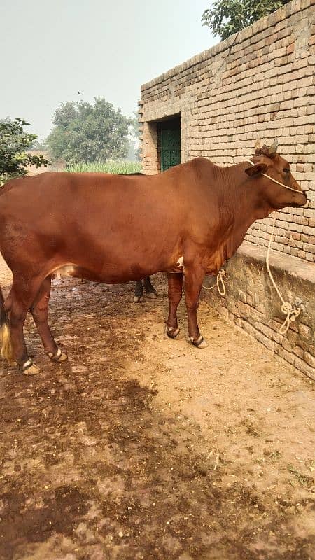 cow for sale pregnant 9 mounth 03436248044 1