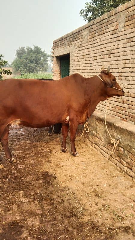 cow for sale pregnant 9 mounth 03436248044 2