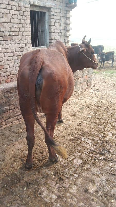 cow for sale pregnant 9 mounth 03436248044 3