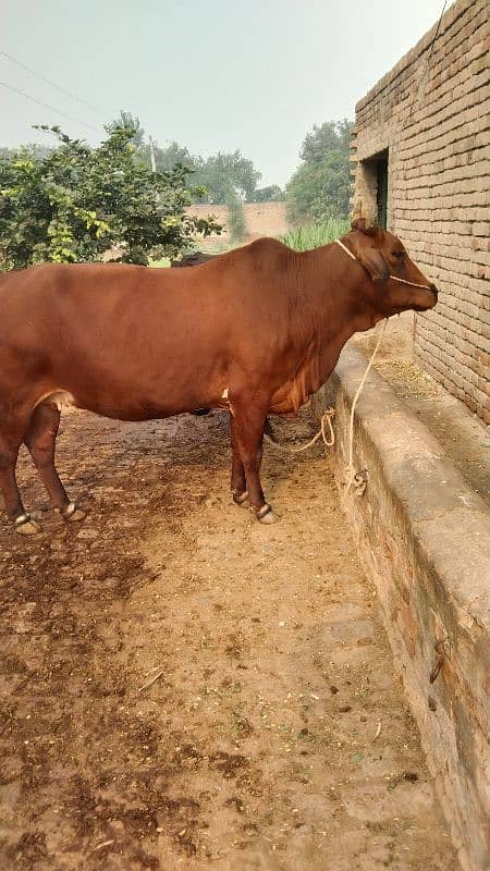 cow for sale pregnant 9 mounth 03436248044 4