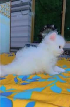 Persian Cat for sale my WhatsApp number 03475940629