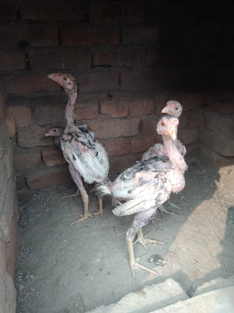 Aseel chicks forsale 0