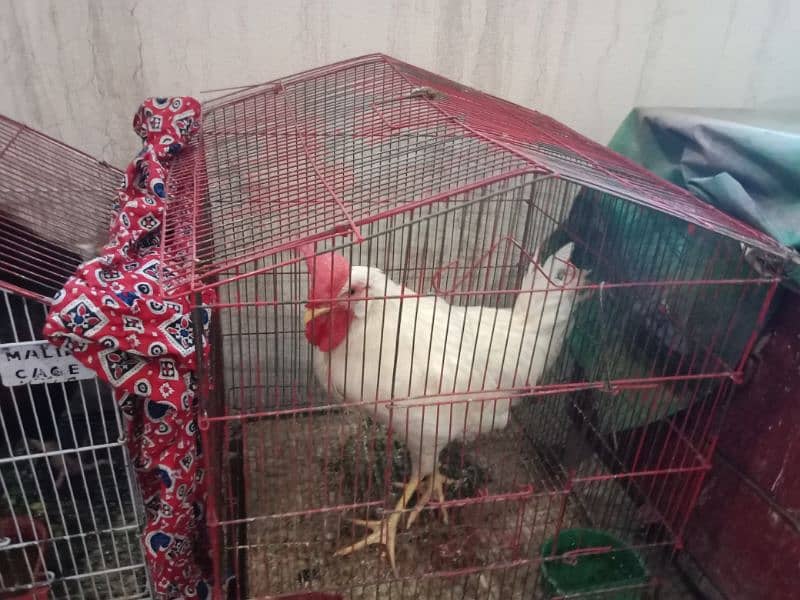 A+ Grade Hens Golden Misri quality Hens Healthy and fully Active 3