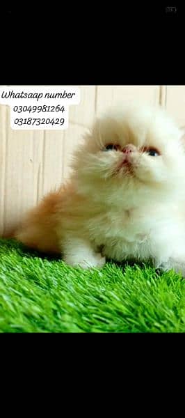 Pure persian female kitten piki/peke face CFA bloodline 7