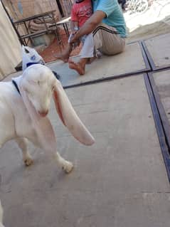 Urgent for sale 6 daant gulabi skin bakri or bacha male he