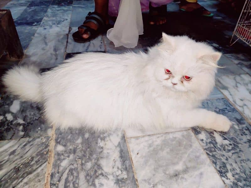 A pair of Punch face Persian cats for sale 1