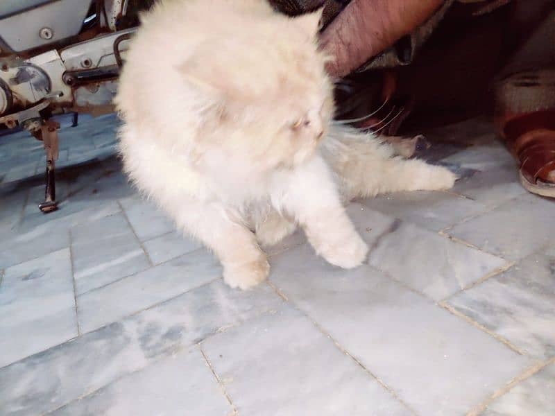 A pair of Punch face Persian cats for sale 2