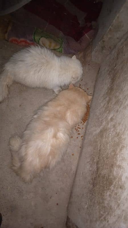 A pair of Punch face Persian cats for sale 3