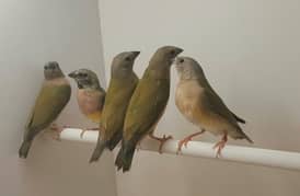 lady gouldian finch chicks