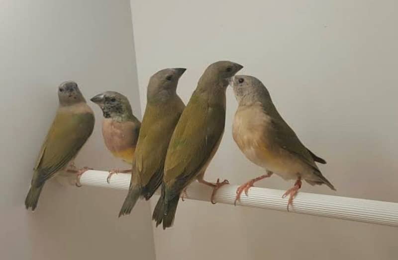 lady gouldian finch chicks 0