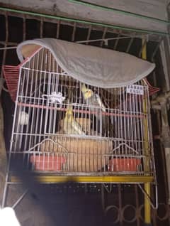 Cocktiel Breeder Pair with Cage