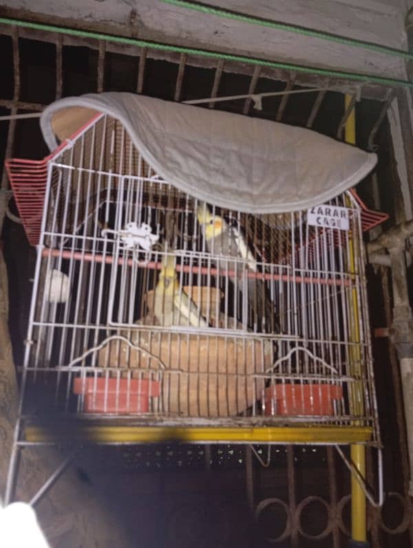 Cocktiel Breeder Pair with Cage 0