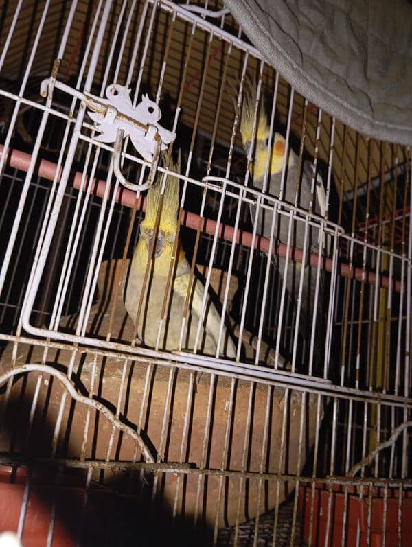 Cocktiel Breeder Pair with Cage 1