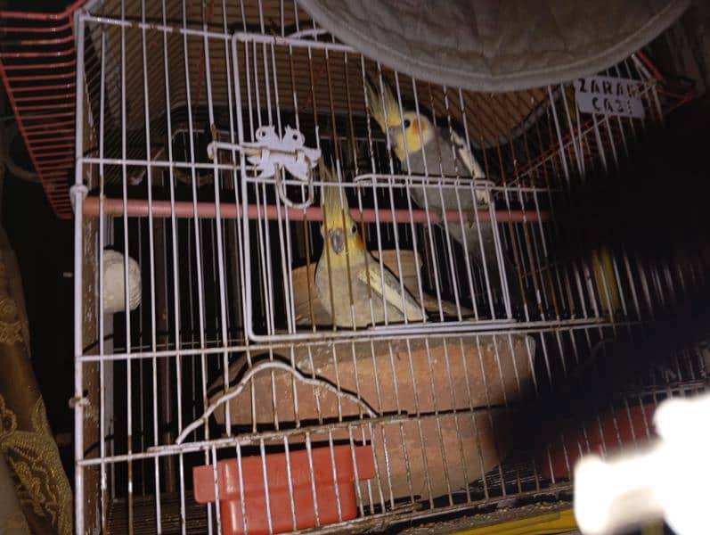 Cocktiel Breeder Pair with Cage 2