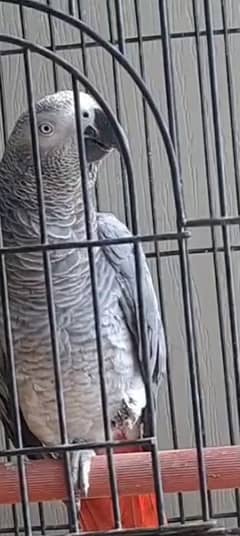 Talking African gray parrot