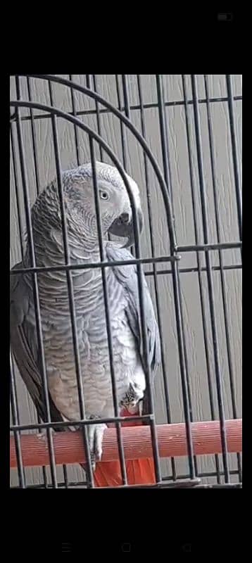 Talking African gray parrot 1