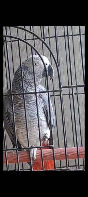 Talking African gray parrot 2