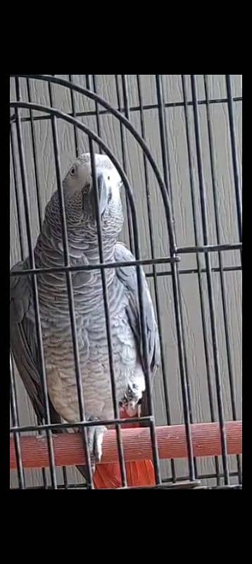 Talking African gray parrot 3