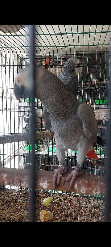 African Grey Parrot Breeder Pair 0