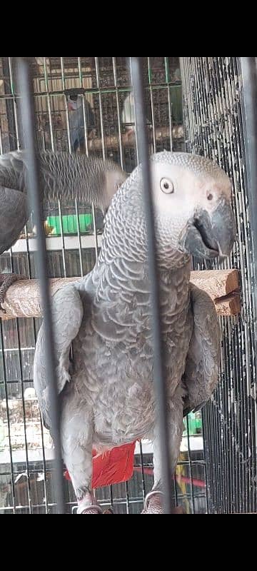 African Grey Parrot Breeder Pair 1