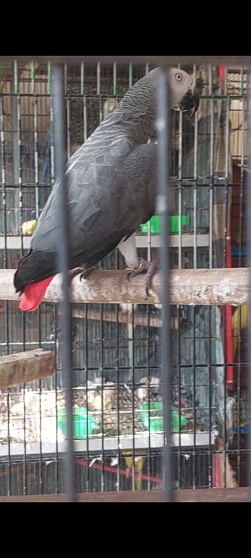 African Grey Parrot Breeder Pair 2