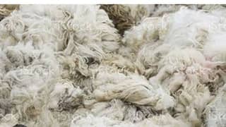 sheep wool 0