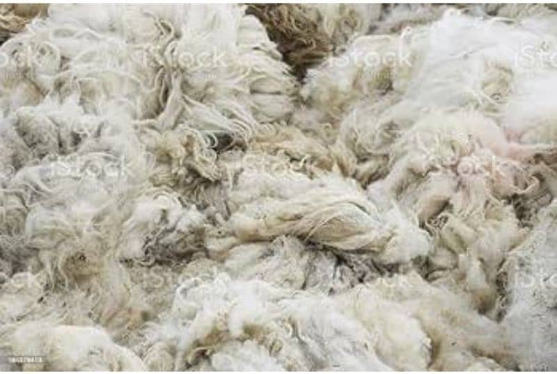 sheep wool 1