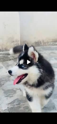 Siberian Husky Odd Eyes