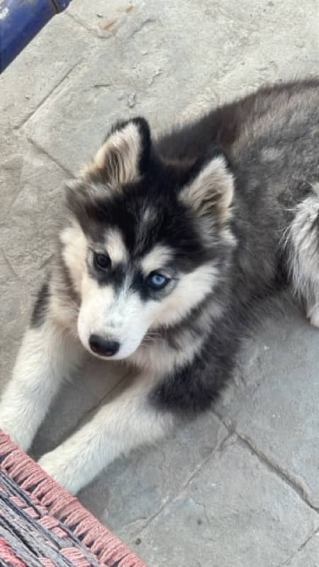 Siberian Husky Odd Eyes 1