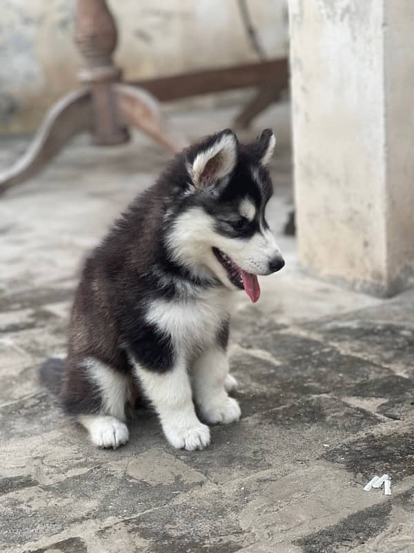 Siberian Husky Odd Eyes 2