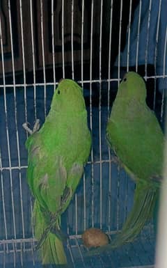 I am selling for parrots katha haan location wah cantt ki haan