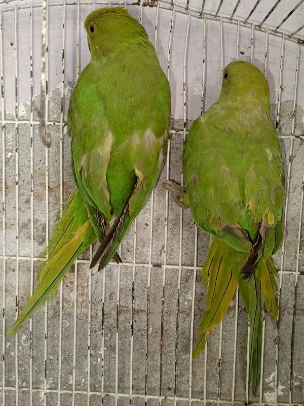 I am selling for parrots katha haan location wah cantt ki haan 1