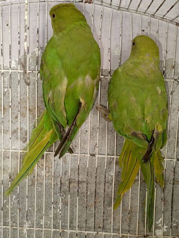 I am selling for parrots katha haan location wah cantt ki haan 2