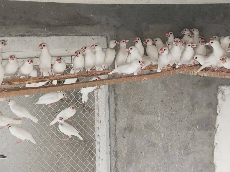 white Java and silver java / snow white jawa / java finches for sale 5